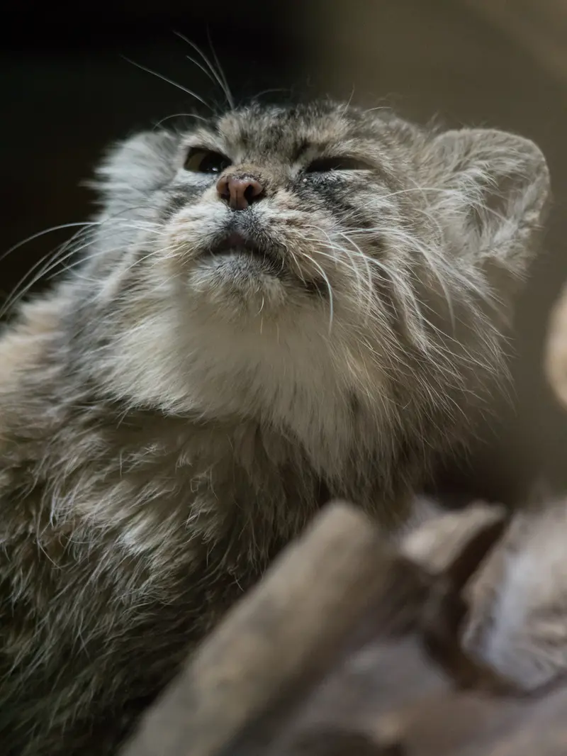 A photograph of Primula in Ueno Zoological Gardens