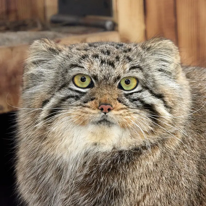 Anya the Pallas's cat from Novosibirsk Zoo