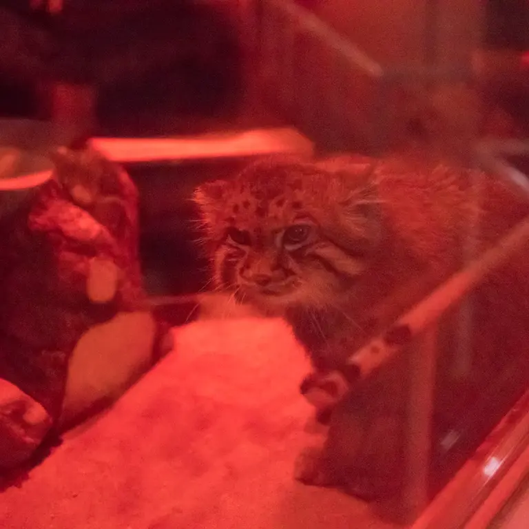 A photograph of Naim in Ueno Zoological Gardens