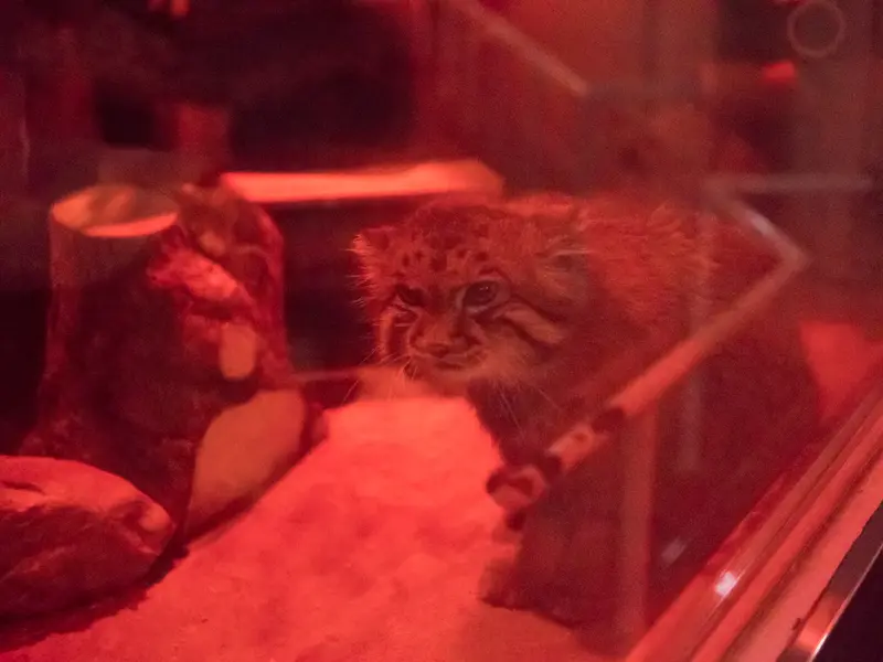 A photograph of Naim in Ueno Zoological Gardens