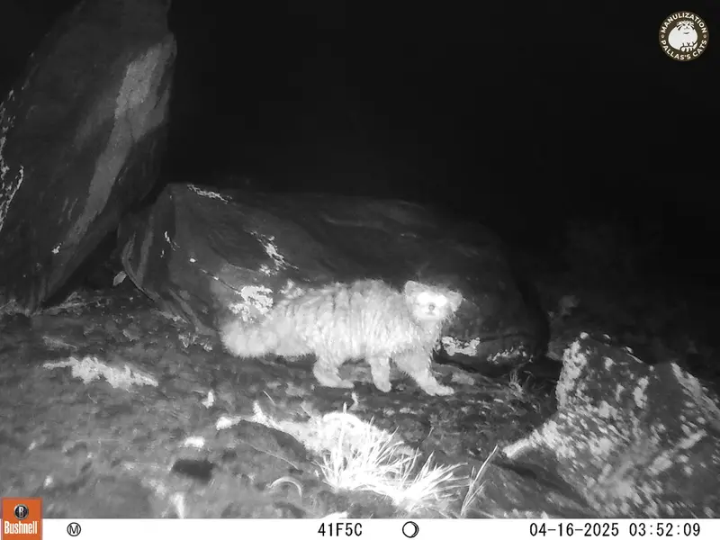 A photograph of Otocolobus manul manul from Koshkar camera trap