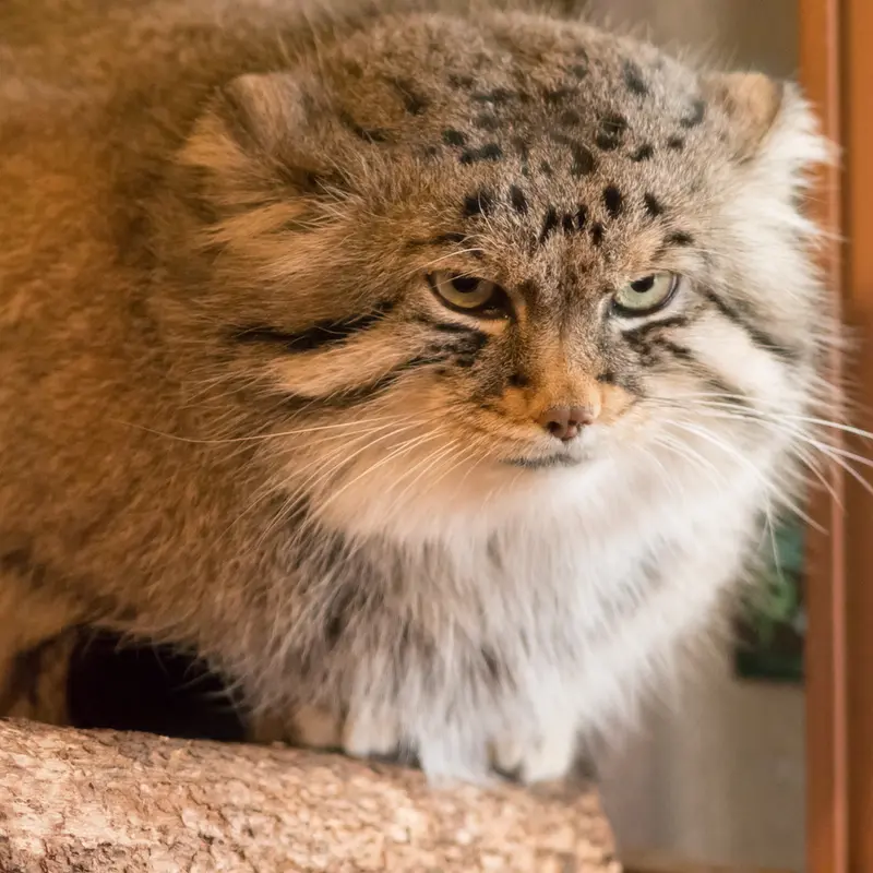 A photograph of Lotos in Saitama Children's Zoo