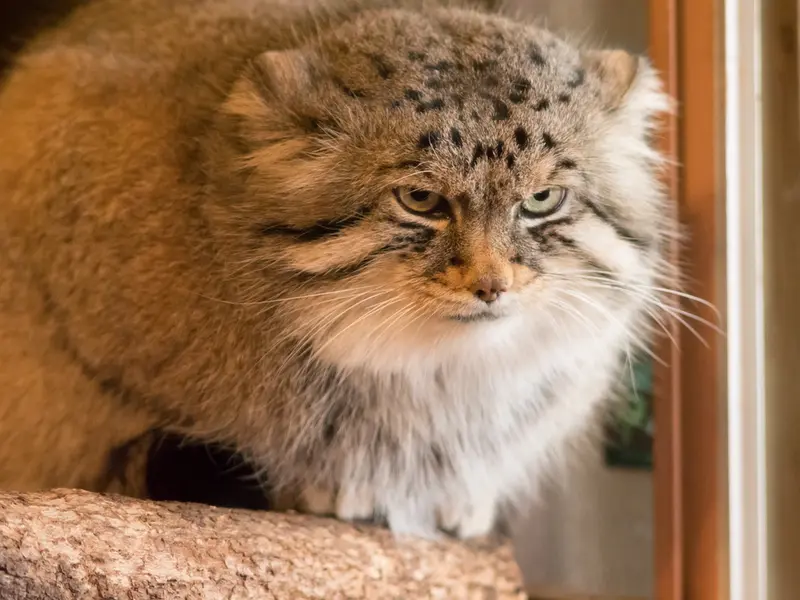 A photograph of Lotos in Saitama Children's Zoo