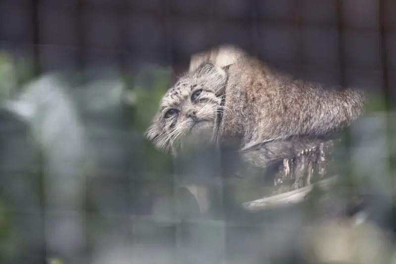 A photograph of a Pallas's cat