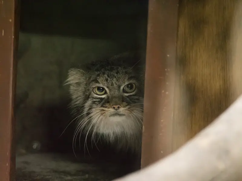 A photograph of a Pallas's cat