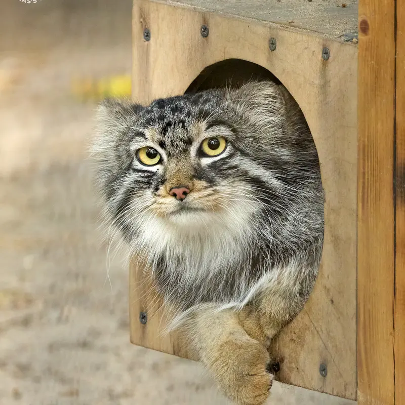 A photograph of Bruce in Novosibirsk Zoo