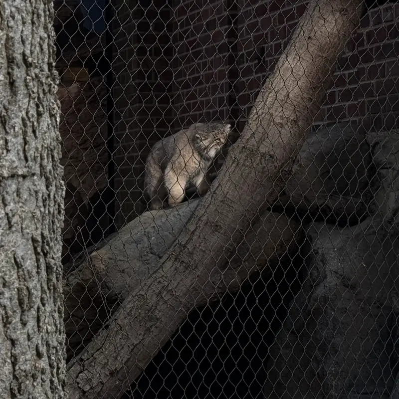 A photograph of Sarnai in Prospect Park Zoo