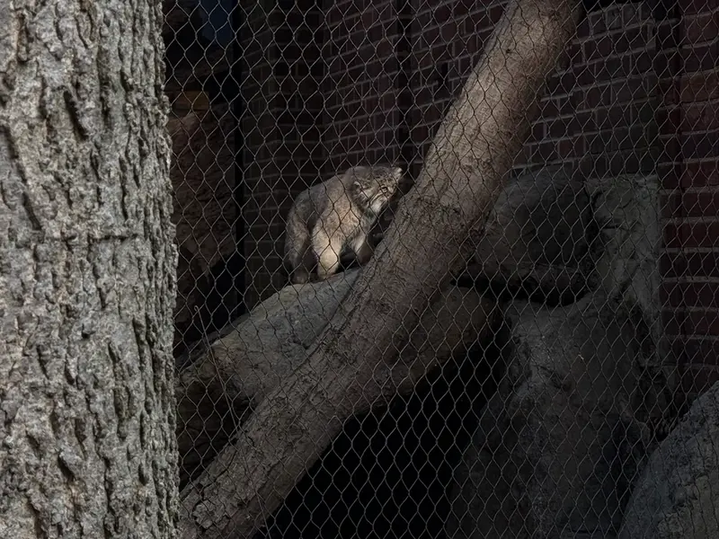 A photograph of Sarnai in Prospect Park Zoo