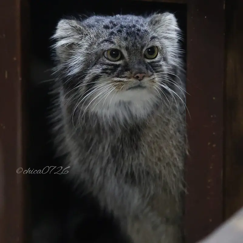 A photograph of Shafran in Ueno Zoological Gardens