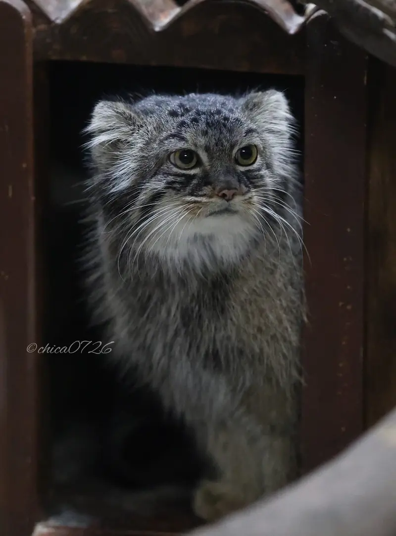A photograph of Shafran in Ueno Zoological Gardens