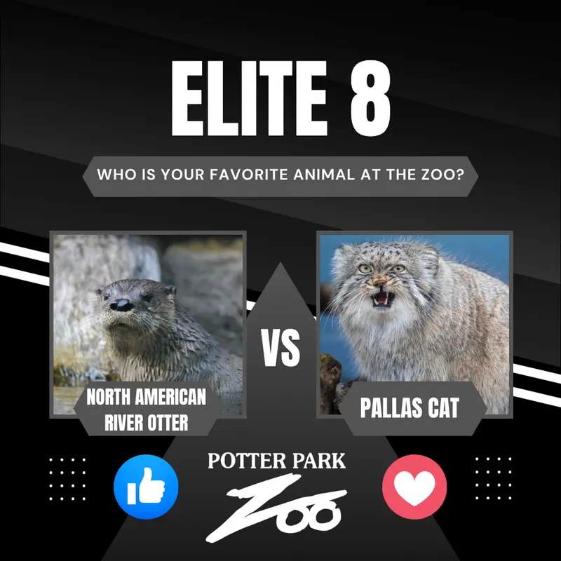 A photograph of Pazi in Potter Park Zoo