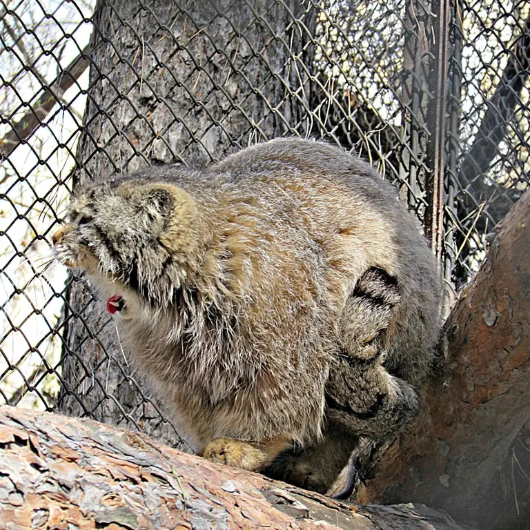 A photograph of Zelenogorsk in Novosibirsk Zoo