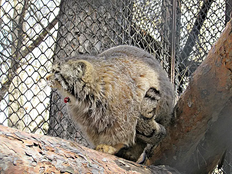 A photograph of Zelenogorsk in Novosibirsk Zoo