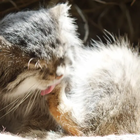 A photograph of a Pallas's cat in Ueno Zoological Gardens
