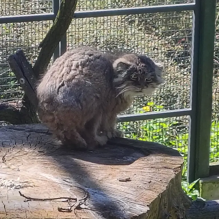 A photograph of Pazzo in Łódź Zoo
