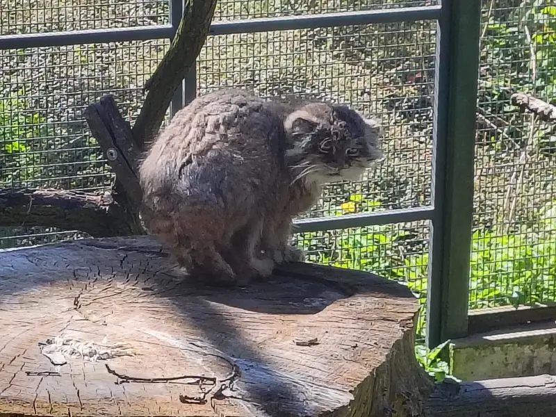 A photograph of Pazzo in Łódź Zoo