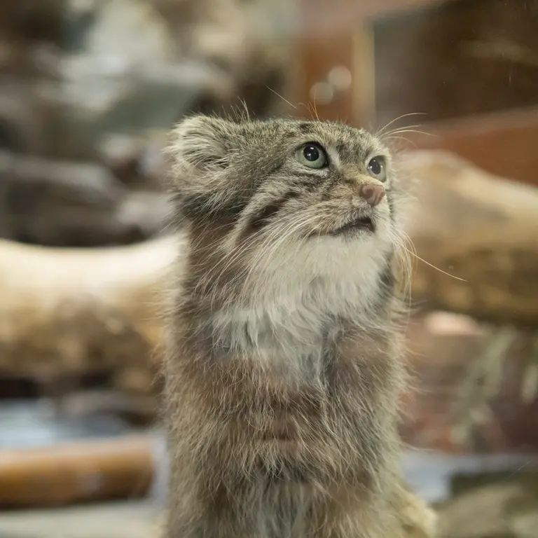 A photograph of Klyon in Ueno Zoological Gardens