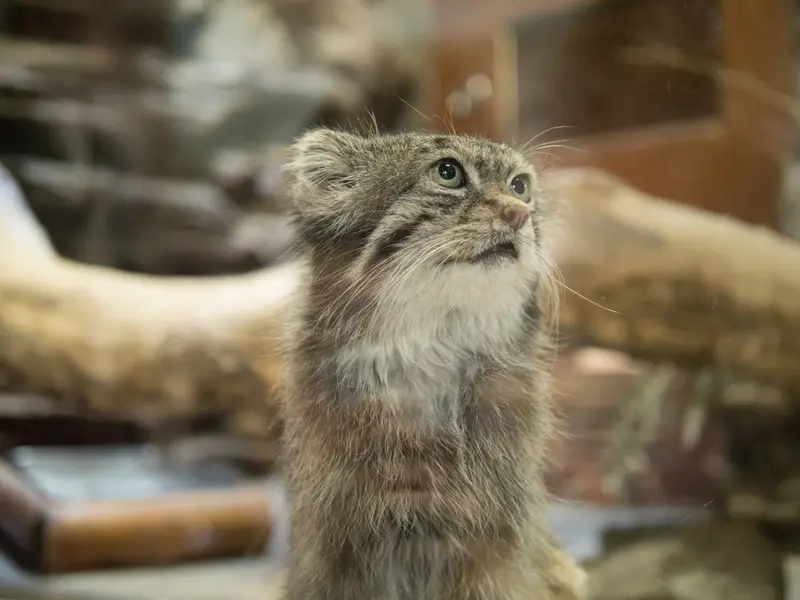 A photograph of Klyon in Ueno Zoological Gardens