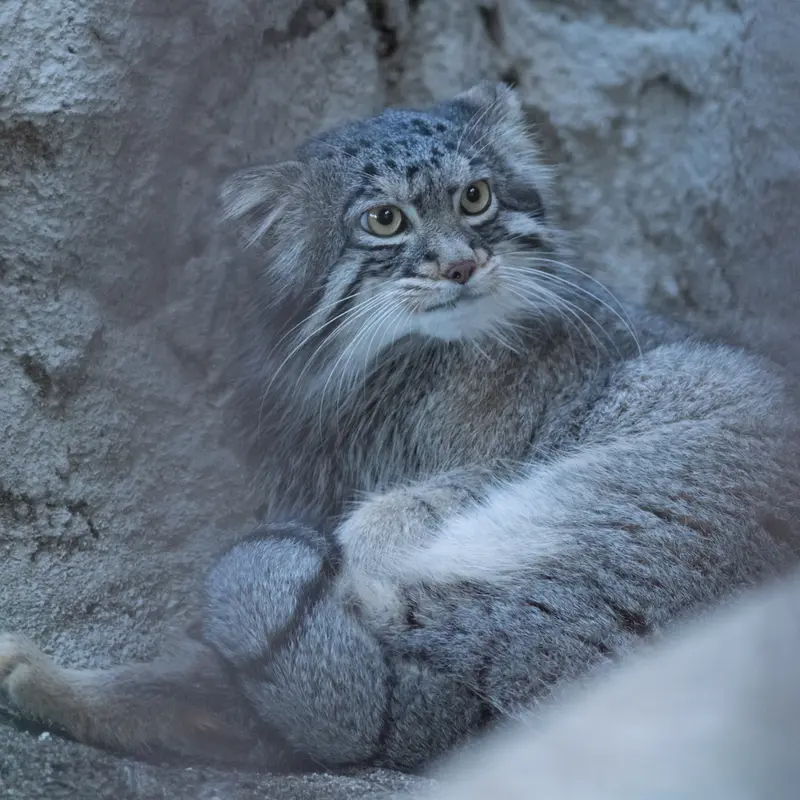 A photograph of Figa in Nogeyama Zoo