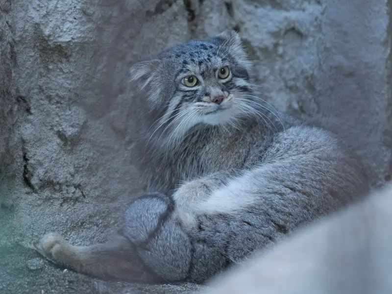 A photograph of Figa in Nogeyama Zoo