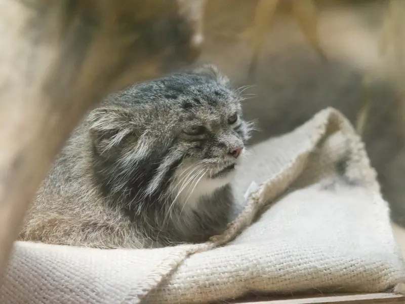 A photograph of Klyon in Ueno Zoological Gardens