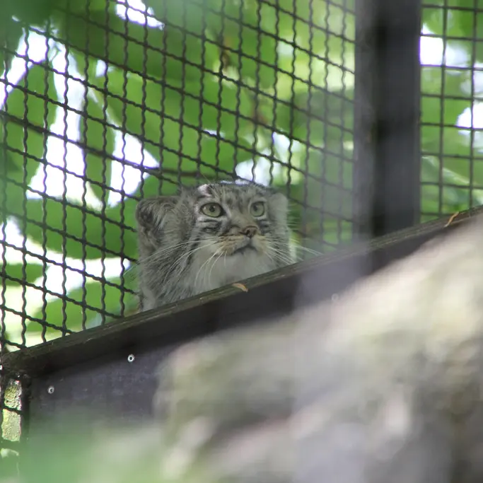 A photograph of Arthur in Neuwied Zoo