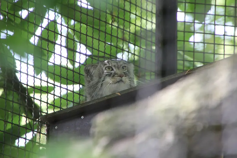 A photograph of Arthur in Neuwied Zoo