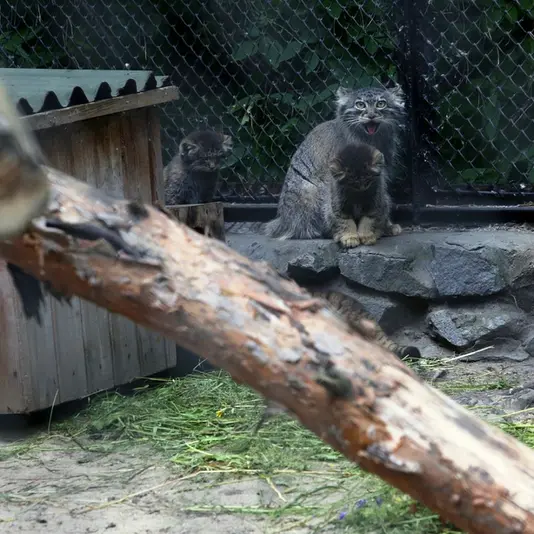A photograph of Aisha in Novosibirsk Zoo