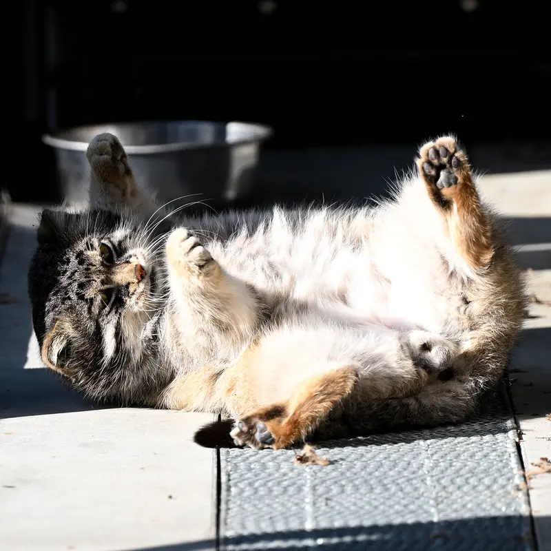 A photograph of Grusha in Asahiyama Zoo