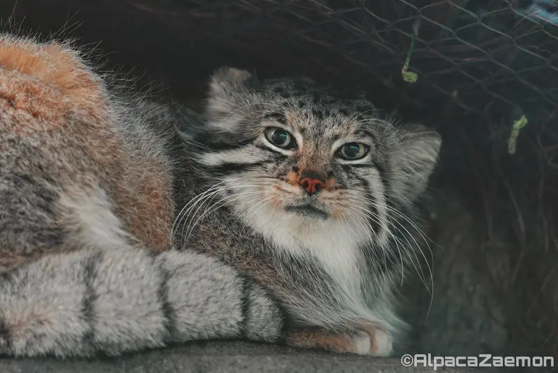 A photograph of Az in Kobe Animal Kingdom