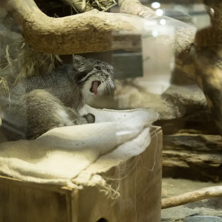 A photograph of Klyon in Ueno Zoological Gardens