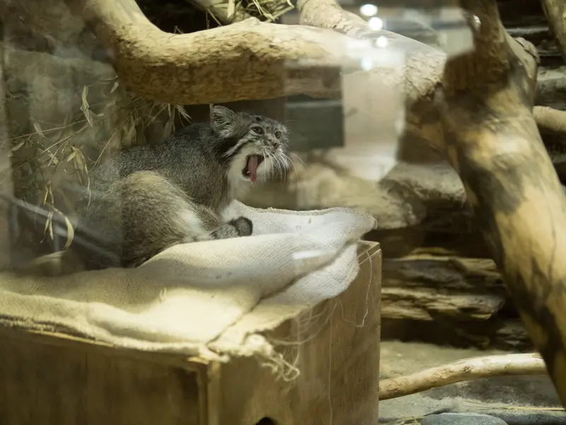 A photograph of Klyon in Ueno Zoological Gardens
