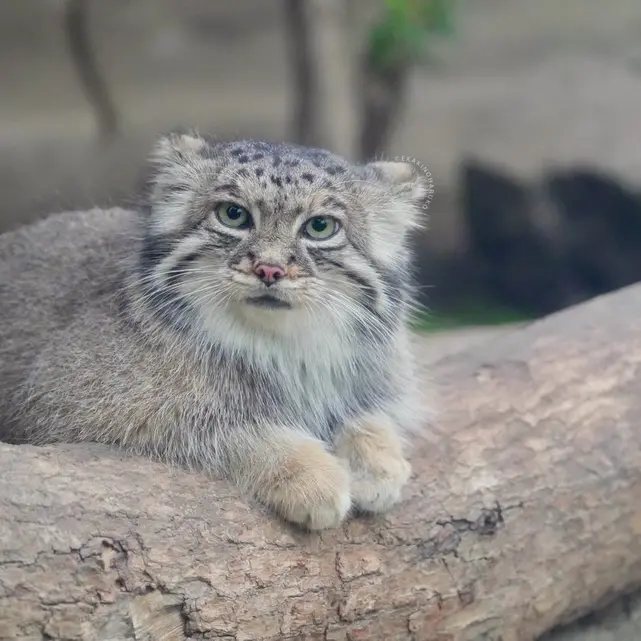 A photograph of Az in Kobe Animal Kingdom