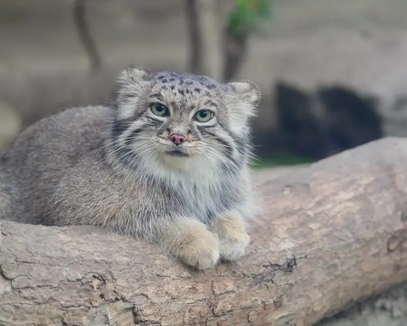 A photograph of Az in Kobe Animal Kingdom