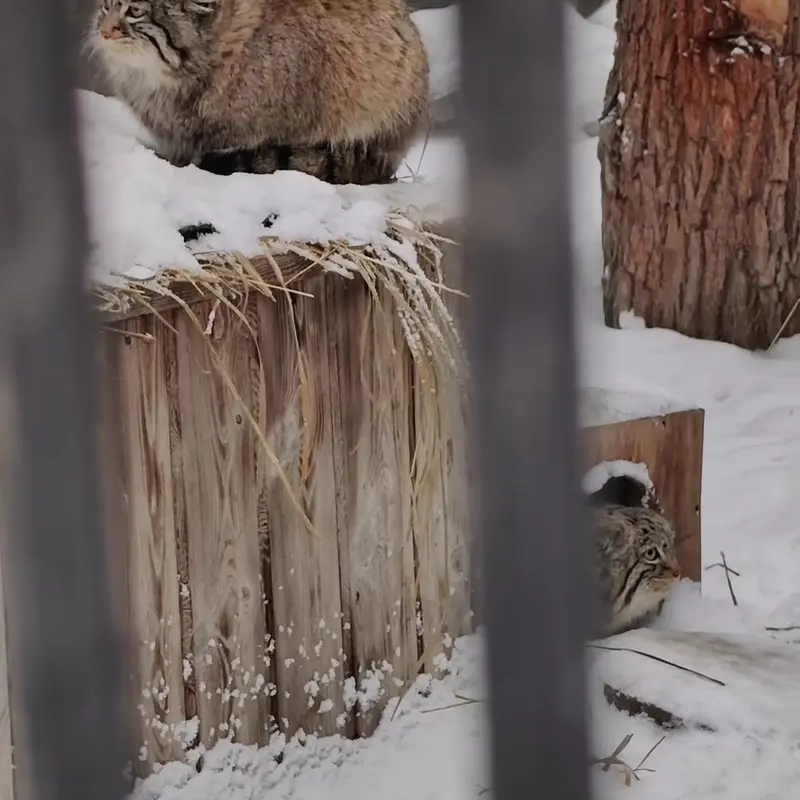 A photograph of a Pallas's cat in Novosibirsk Zoo