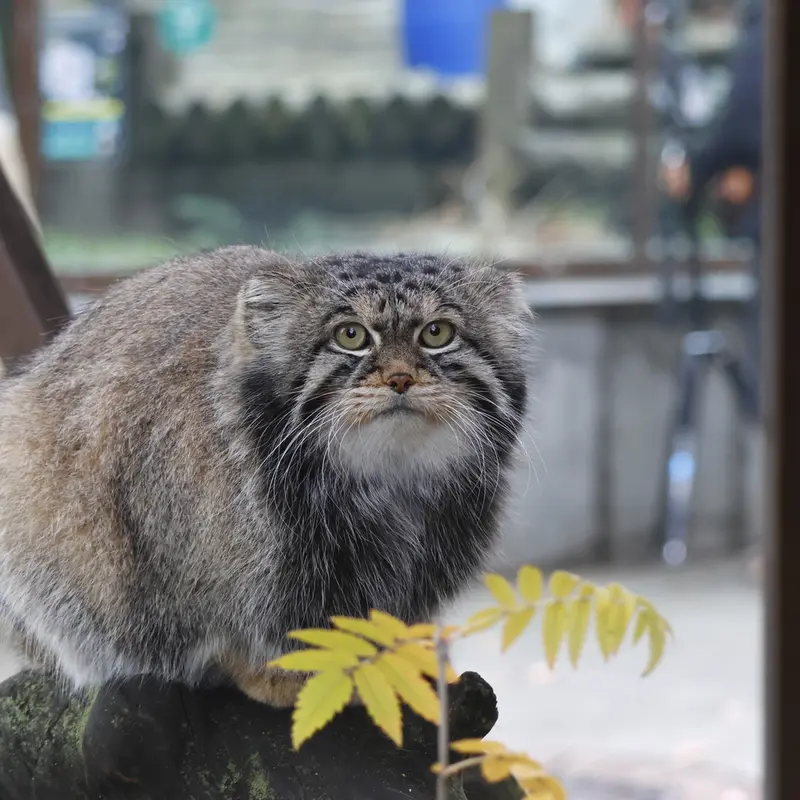 A photograph of Timofey in Moscow zoo