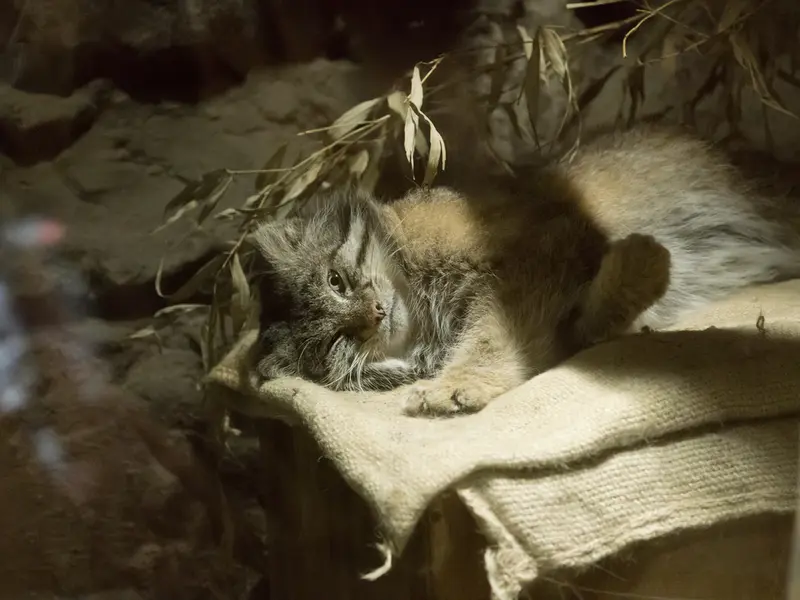 A photograph of Klyon in Ueno Zoological Gardens