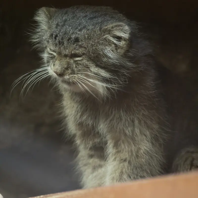 A photograph of Klyon in Ueno Zoological Gardens