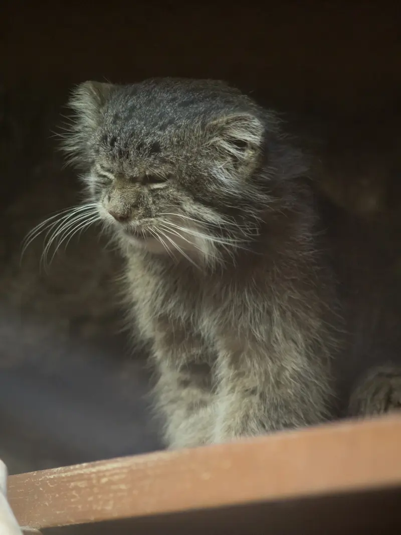 A photograph of Klyon in Ueno Zoological Gardens