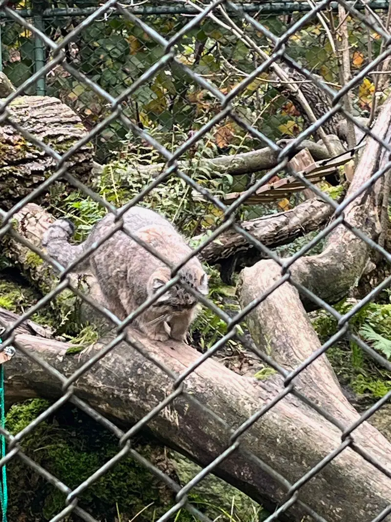 A photograph of a Pallas's cat