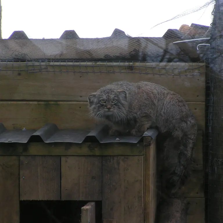 A photograph of Altai in The Lakeland Wildlife Oasis
