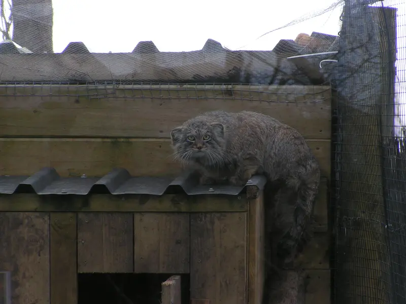 A photograph of Altai in The Lakeland Wildlife Oasis
