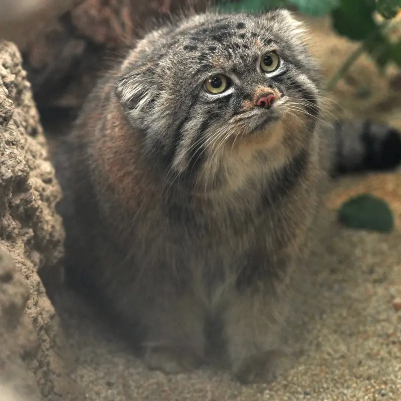 A photograph of Nar in Kobe Animal Kingdom
