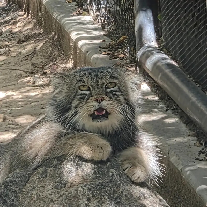 A photograph of Tai Chi in Pueblo Zoo