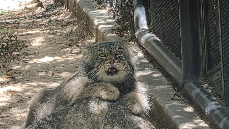 A photograph of Tai Chi in Pueblo Zoo