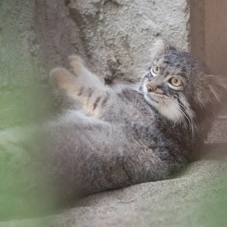 A photograph of Figa in Nogeyama Zoo