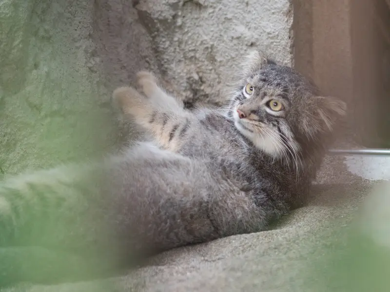 A photograph of Figa in Nogeyama Zoo