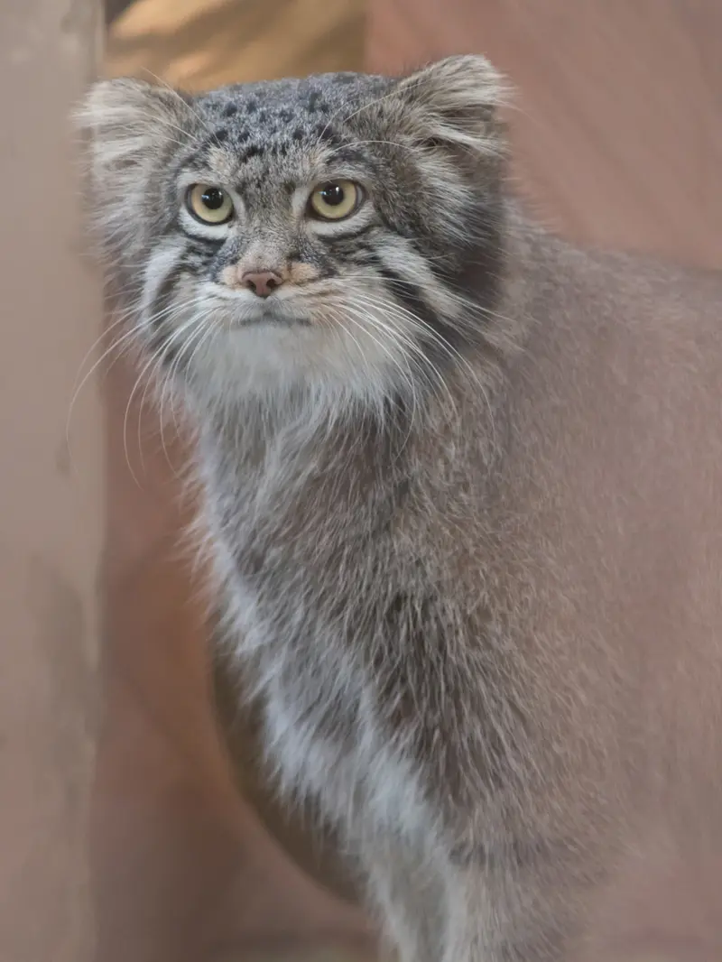 A photograph of Figa in Nogeyama Zoo