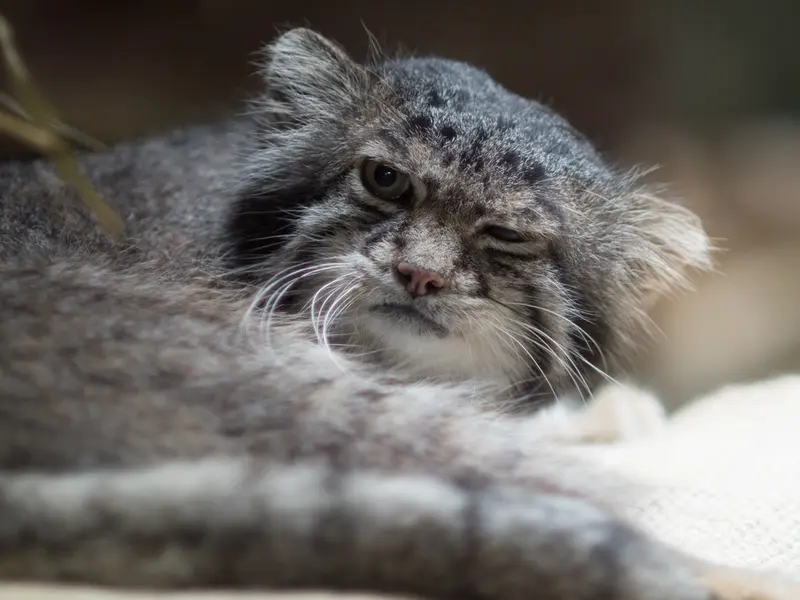 A photograph of Klyon in Ueno Zoological Gardens