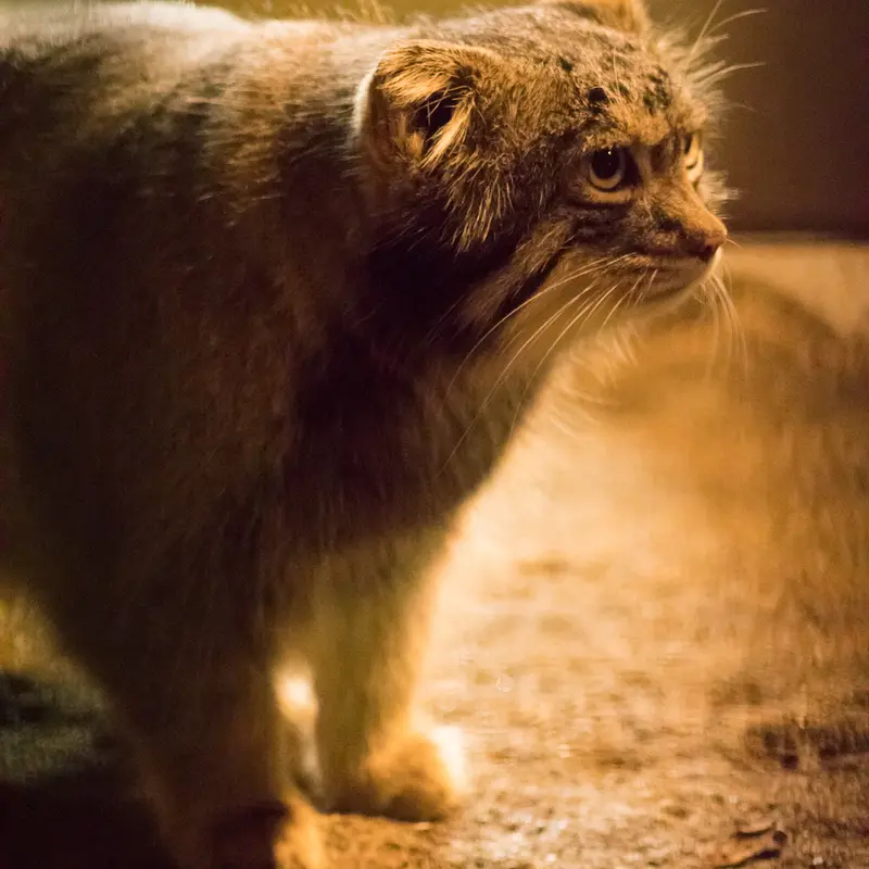 A photograph of Figa in Nogeyama Zoo